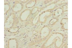 Immunohistochemistry of paraffin-embedded human kidney tissue using ABIN7162519 at dilution of 1:100 (PILRB anticorps  (AA 20-191))