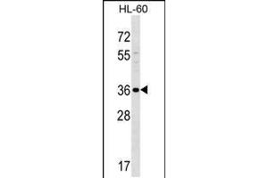 Western blot analysis in HL-60 cell line lysates (35ug/lane). (SPOCK3 anticorps  (N-Term))