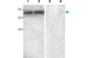 Western blot analysis with ABCE1 polyclonal antibody  at 1 : 500 dilution. (ABCE1 anticorps  (C-Term))