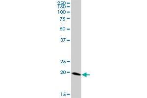 FTH1 MaxPab polyclonal antibody.
