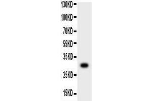 Anti-MMP7 Picoband antibody,  All lanes: Anti-MMP7 at 0.