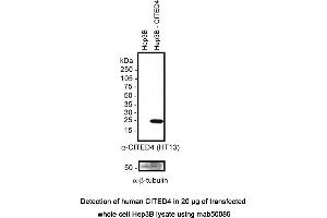 Image no. 1 for anti-Cbp/p300-Interacting Transactivator, with Glu/Asp-Rich Carboxy-terminal Domain, 4 (CITED4) (full length), (N-Term) antibody (ABIN363240)