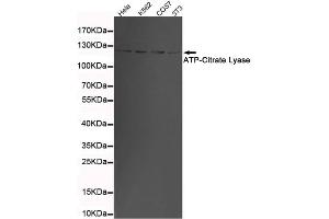 Western blot detection of ATP-Citrate Lyase in 3T3,K562,COS7 and Hela cell lysates using ATP-Citrate Lyase mouse mAb (1:1000 diluted).