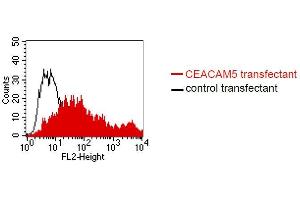 FACS analysis of BOSC23 cells using 26/5/1. (CEACAM5 anticorps)