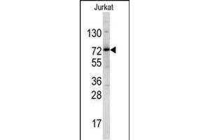 Western blot analysis of NKRF antibody (Center) (ABIN390606 and ABIN2840918) in Jurkat cell line lysates (35 μg/lane). (NKRF anticorps  (AA 205-233))