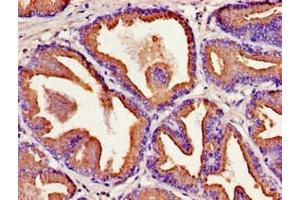 Immunohistochemistry of paraffin-embedded human prostate tissue using ABIN7157208 at dilution of 1:100