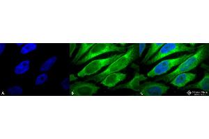 Immunocytochemistry/Immunofluorescence analysis using Mouse Anti-Erp57 (Grp58) Monoclonal Antibody, Clone Map.