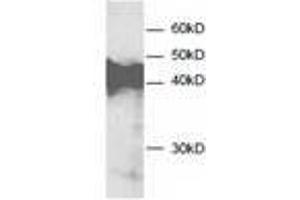 Image no. 1 for anti-Annexin A3 (ANXA3) antibody (ABIN791545) (Annexin A3 anticorps)