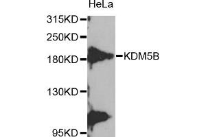 Western blot analysis of extracts of HeLa cells, using KDM5B antibody (ABIN5975183) at 1/1000 dilution. (KDM5B anticorps)