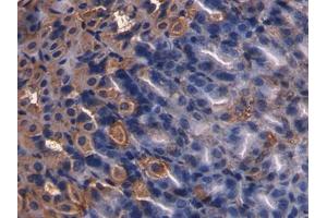 DAB staining on IHC-P; Samples: Mouse Stomach Tissue) (Somatostatin anticorps  (AA 27-116))