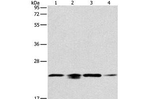 Western Blot analysis of 293T, hela, PC3 and NIH/3T3 cell using PRDX2 Polyclonal Antibody at dilution of 1:750 (Peroxiredoxin 2 anticorps)