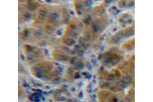 IHC-P analysis of Liver tissue, with DAB staining. (A1BG anticorps  (AA 22-219))