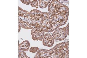 Immunohistochemical analysis of B on paraffin-embedded Human placenta tissue. (WDR41 anticorps  (C-Term))