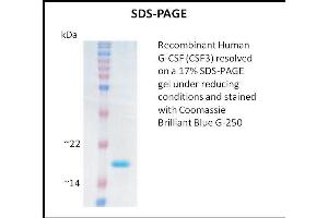 SDS-PAGE (SDS) image for Colony Stimulating Factor 3 (Granulocyte) (CSF3) (Active) protein (ABIN5509310) (G-CSF Protéine)
