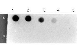 Dot Blot (DB) image for Streptavidin protein (HRP) (ABIN964537)