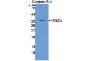 Western Blot;Sample: Recombinant RBP3, Human. (RBP3 anticorps  (AA 19-320))