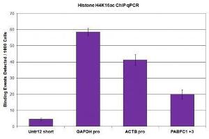Histone H4K16ac antibody (pAb) tested by ChIP.