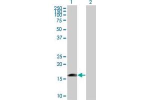 MRPS27 anticorps  (AA 1-168)