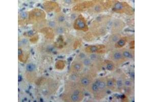 IHC-P analysis of Liver tissue, with DAB staining. (APOA1 anticorps  (AA 25-264))