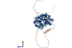 AlphaFold protein structure predicition of Mouse Recombinant Flvcr1 Protein, UniprotID B2RXV4