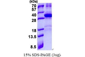 Image no. 1 for Hairy and Enhancer of Split 7 (HES7) protein (His tag) (ABIN1098715)