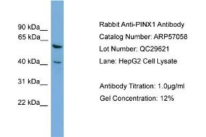 WB Suggested Anti-PINX1  Antibody Titration: 0. (PINX1 anticorps  (Middle Region))