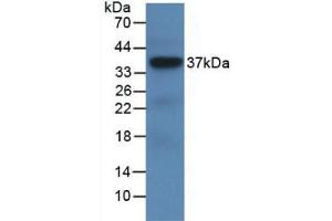 Western Blot; Sample: Recombinant LRG1, Human. (LRG1 anticorps  (AA 37-340))