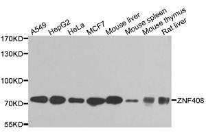 Western blot analysis of extracts of various cell lines, using ZNF408 antibody (ABIN5974874) at 1/1000 dilution. (ZNF408 anticorps)