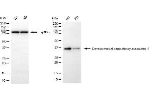 Western blotting analysis using developmental pluripotency associated 4 antibody (ABIN7798323).