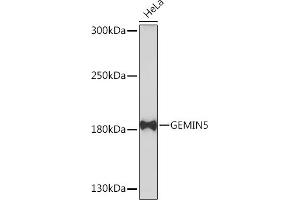 Western blot analysis of extracts of HeLa cells, using GEMIN5 Rabbit pAb (ABIN7267367) at 1:1000 dilution.