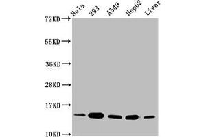 Western Blot Positive WB detected in: Hela whole cell lysate, 293 whole cell lysate, A549 whole cell lysate, HepG2 whole cell lysate, Rat liver tissue All lanes: HIST1H2BC antibody at 0. (Histone H2B anticorps)
