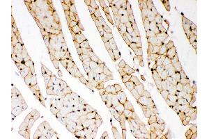 Anti- Dystrophin Picoband antibody, IHC(P) IHC(P): Rat Cardiac Muscle Tissue (Dystrophin anticorps  (AA 3076-3404))