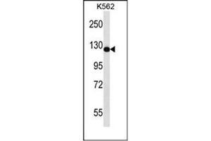 Western blot analysis of RASAL2 / NGAP Antibody in K562 cell line lysates (35ug/lane).