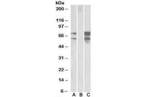 Western blot of HEK293 lysate overexpressing human NRXN1-FLAG probed with Neurexin 1 antibody (0. (Neurexin 1 anticorps)