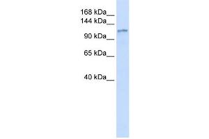 Western Blotting (WB) image for anti-Diacylglycerol Kinase, eta (DGKH) antibody (ABIN2458957) (DGKH anticorps)