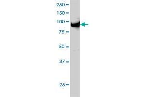 UHRF1 monoclonal antibody (M01), clone 3A11 Western Blot analysis of UHRF1 expression in Hela S3 NE .