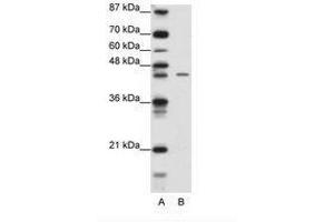 Image no. 1 for anti-Zinc Finger Protein 17 (ZNF17) (N-Term) antibody (ABIN6736174)