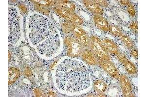 ABIN4902537 (4µg/ml) staining of paraffin embedded Human Kidney.