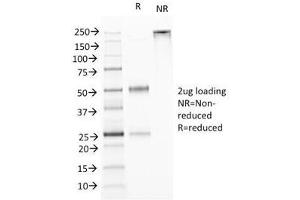 SDS-PAGE Analysis of Purified, BSA-Free TL1A Antibody (clone VEGI/1283). (TNFSF15 anticorps)