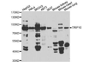 Western blot analysis of extracts of various cell lines, using TRIP10 antibody. (TRIP10 anticorps  (AA 246-545))
