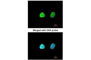 ICC/IF Image Immunofluorescence analysis of paraformaldehyde-fixed HeLa, using hnRNP A1, antibody at 1:200 dilution.