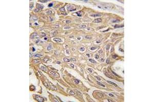 Image no. 3 for anti-Sialic Acid Binding Ig-Like Lectin 5 (SIGLEC5) (N-Term) antibody (ABIN357143)