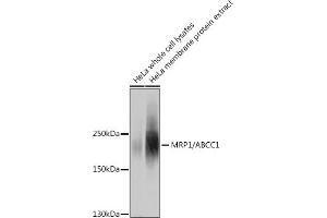 Western blot analysis of extracts of HeLa cells, using MRP1/ antibody (ABIN6129852, ABIN6136353, ABIN6136354 and ABIN6215081) at 1:1000 dilution.