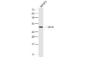 NIH/3T3 lysates probed with VAPA Polyclonal Antibody, Unconjugated  at 1:300 dilution and 4˚C overnight incubation. (VAPA anticorps  (AA 101-200))
