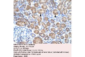 Human kidney (POU4F3 anticorps  (Middle Region))