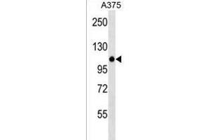 ZN Antibody (N-term) (ABIN1538972 and ABIN2838226) western blot analysis in  cell line lysates (35 μg/lane). (ZNF729 anticorps  (N-Term))
