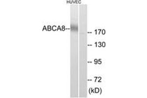 Western Blotting (WB) image for anti-ATP-Binding Cassette, Sub-Family A (ABC1), Member 8 (ABCA8) (AA 1151-1200) antibody (ABIN2890146) (ABCA8 anticorps  (AA 1151-1200))