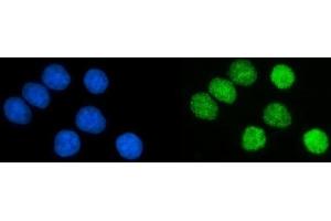 IF analysis of PCNA using anti-PCNA antibody (ABIN7599181).