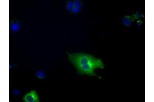 Image no. 3 for anti-phosphodiesterase 4A, CAMP-Specific (PDE4A) antibody (ABIN1500089)