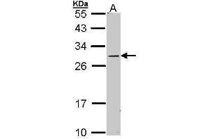 WB Image Sample (30 ug of whole cell lysate) A: Molt-4 , 12% SDS PAGE antibody diluted at 1:1000 (STAR anticorps)